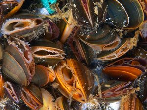 Mixotrophically cultured microalgae increase efficiency in shellfish hatcheries
