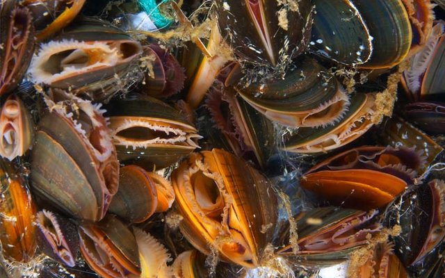 Mixotrophically cultured microalgae increase efficiency in shellfish hatcheries
