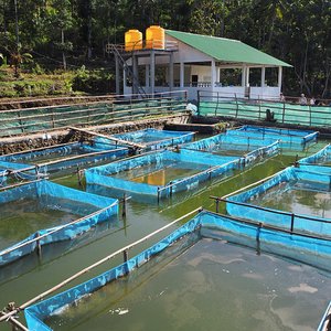New private GIFT hatchery in Timor-Leste