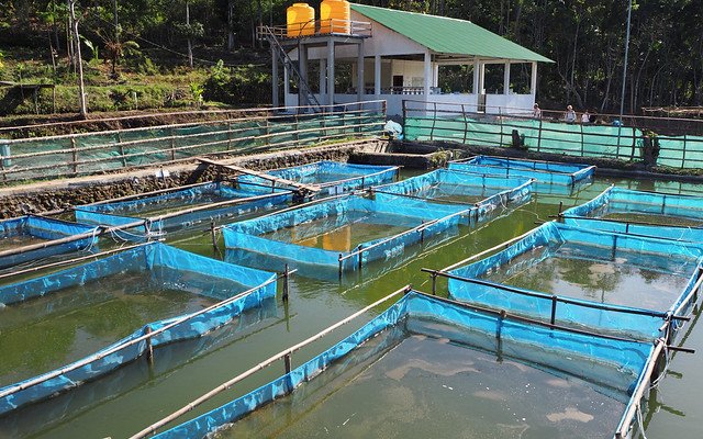 New private GIFT hatchery in Timor-Leste
