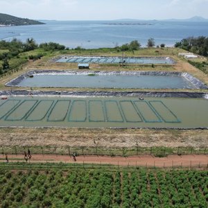 Victory Farms build Africa's first fully autonomous tilapia hatchery