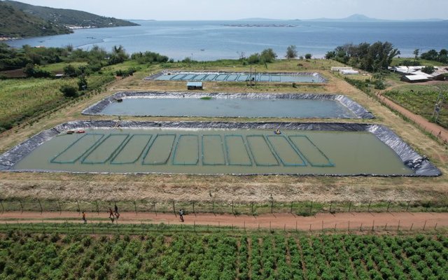 Victory Farms build Africa's first fully autonomous tilapia hatchery