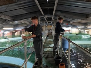 Demand for electric stunner for farmers increases as consumers buy more natural pet food
