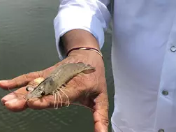 New partnership to improve sustainability of shrimp production in Andhra Pradesh