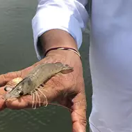 New partnership to improve sustainability of shrimp production in Andhra Pradesh