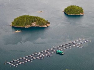 Canadian government releases next steps in transitioning away from net pens in British Columbia