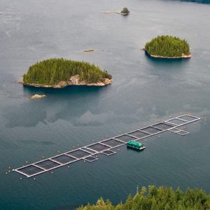 Canadian government releases next steps in transitioning away from net pens in British Columbia