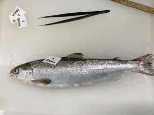 Hydrolyzed krill protein increases growth in salmon smolts