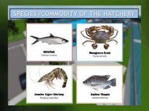 The Philippines to build a multispecies hatchery