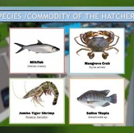 The Philippines to build a multispecies hatchery