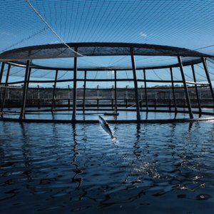 Cooke enters agreement to acquire Tassal