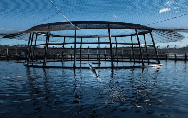 Cooke enters agreement to acquire Tassal