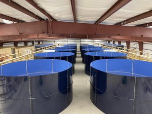 NaturalShrimp tests hyper-antioxidant technology in salmon smolt