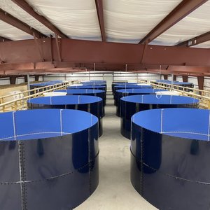 NaturalShrimp tests hyper-antioxidant technology in salmon smolt