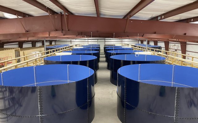 NaturalShrimp tests hyper-antioxidant technology in salmon smolt