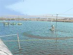 India allows hatcheries within 200m of shore