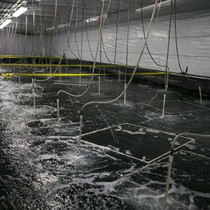 NaturalShrimp to validate technology opening the door for freshwater fish markets