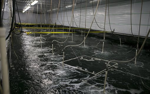 NaturalShrimp to validate technology opening the door for freshwater fish markets