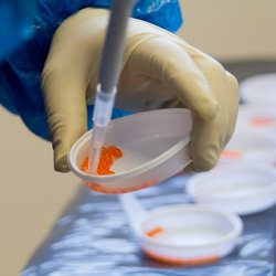 How does genetic selection contribute to the increased productivity of salmon farming?