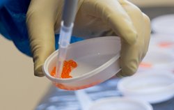 How does genetic selection contribute to the increased productivity of salmon farming?
