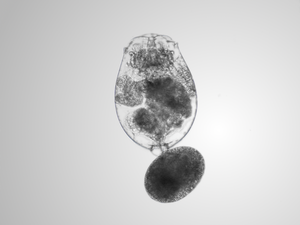 Are rotifer resting eggs an alternative for fish hatcheries?