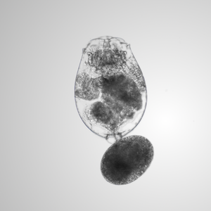 Are rotifer resting eggs an alternative for fish hatcheries?