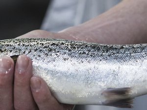 Japanese giants invest in Danish Salmon