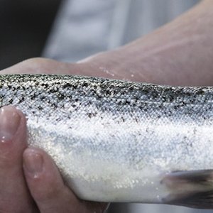 Japanese giants invest in Danish Salmon