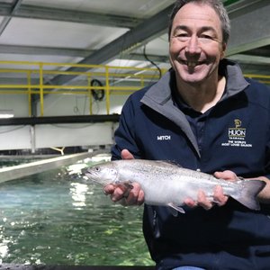 Huon Aquaculture transfers the biggest hatchery-grown salmon in the South