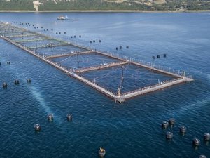 Hendrix Genetics launches new products for Chilean salmon industry