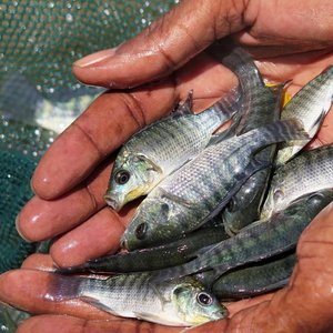 Global fisheries and aquaculture hard hit by COVID-19 pandemic, FAO reports