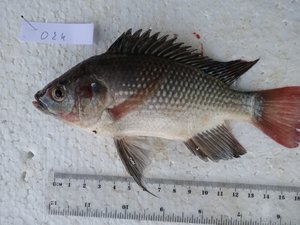 Study finds genetic rewiring behind tilapia evolution in East Africa