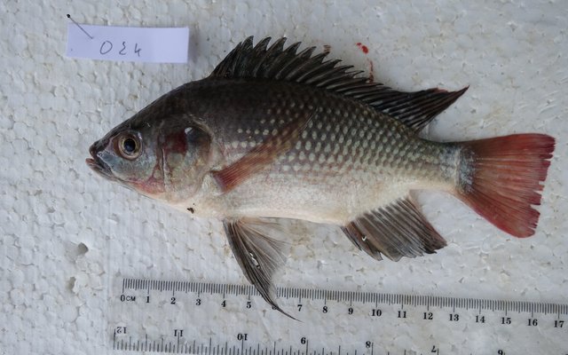 Study finds genetic rewiring behind tilapia evolution in East Africa