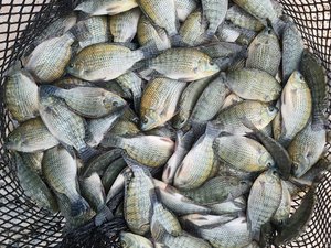 New genetic tool for Brazilian tilapia farmers