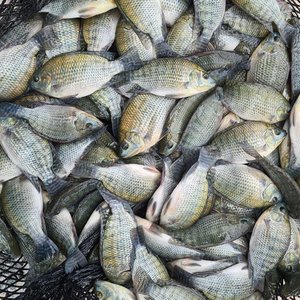 New genetic tool for Brazilian tilapia farmers