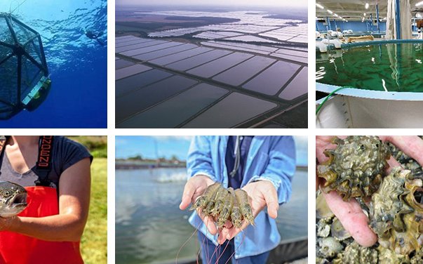 USA - National Aquaculture Health Plan and Standards