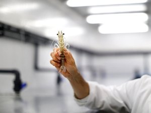 UGent spin-off boosts aquaculture yield through microbiome analysis