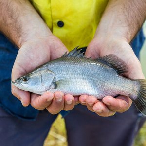 Skretting introduces new growth model for barramundi