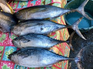 Philippines aims at closing the mackerel tuna breeding cycle