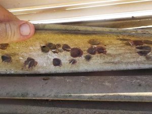 Australian researchers successfully bred tropical rock oyster