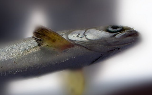 Study finds slow production of salmon smolt in hatcheries improves fish heart health