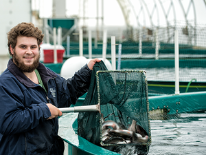 BC Aquafarms to supply steelhead salmon fingerlings to Canadian aquaculture company