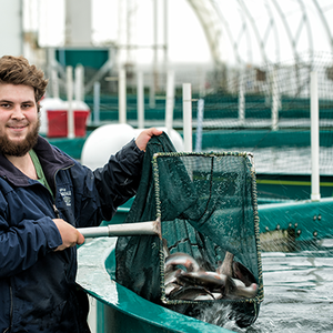 BC Aquafarms to supply steelhead salmon fingerlings to Canadian aquaculture company