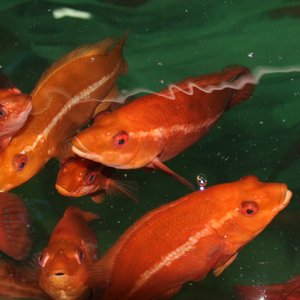 British project seeks to sharpen up cleaner fish vaccinations