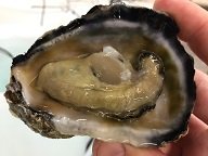 New research facilities to spur tropical shellfish breeding in Australia