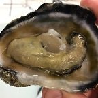 New research facilities to spur tropical shellfish breeding in Australia