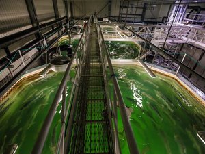 Survey to define best practices for large salmon smolt production