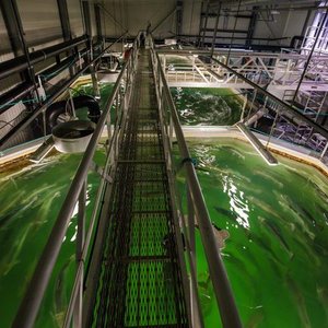Survey to define best practices for large salmon smolt production