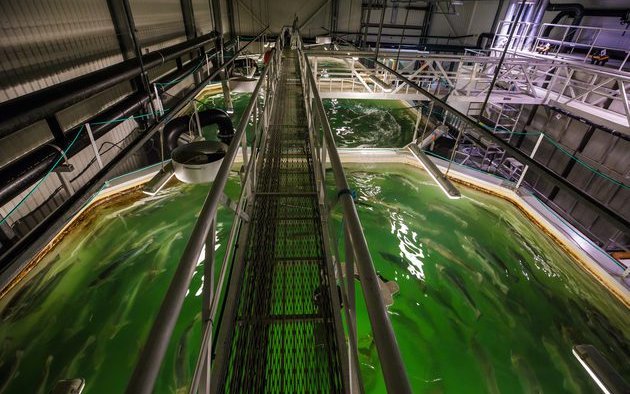 Survey to define best practices for large salmon smolt production