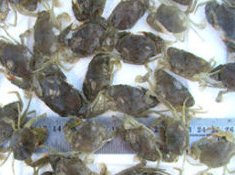 India to promote mud crab hatcheries